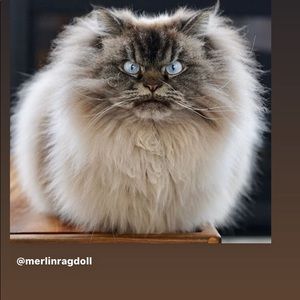 Meet your Posher, Sheila